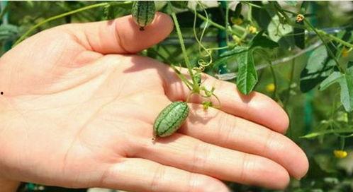 解梦上房摘瓜吃