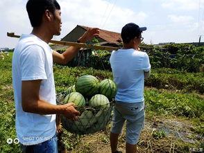 解梦上房摘瓜吃