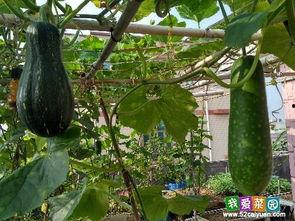 解梦上房摘瓜吃