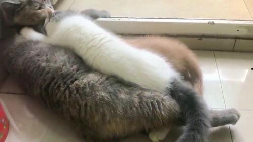 猫咪抢着吃哈密瓜,哈密瓜成焦点