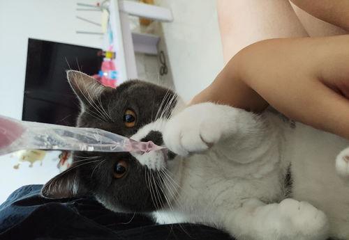 猫咪抢着吃哈密瓜,哈密瓜成焦点