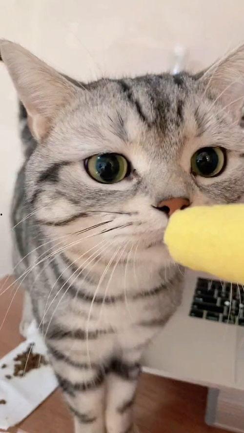 猫咪抢着吃哈密瓜,哈密瓜成焦点