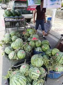 宁夏迈阿密吃瓜事件,一场网络狂欢背后的真相与反思