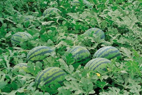 吃瓜好听昵称大全