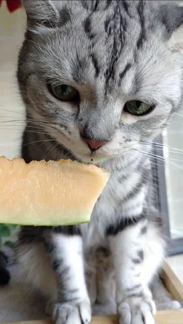 猫咪吃瓜集锦,猫咪吃瓜集锦大盘点