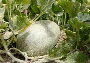 不知止吃瓜,揭秘网络热议背后的真相与反思