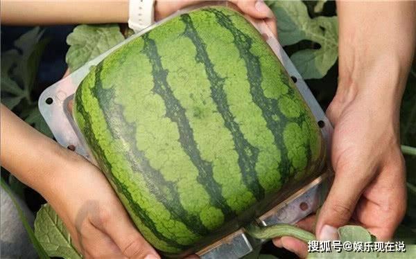 方形瓜可以吃吗