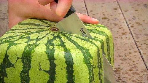 方形瓜可以吃吗