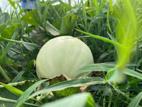 吃瓜视频大自然,揭秘吃瓜视频中的生态奥秘