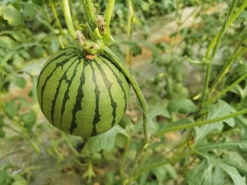 郑母吃瓜,揭秘娱乐圈背后的故事