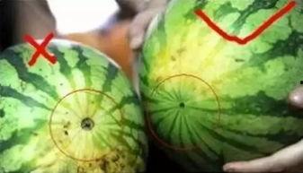 郑母吃瓜,揭秘娱乐圈背后的故事