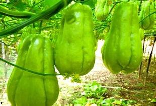 女人吃高瓜好吗,女性食用高瓜的益处与注意事项