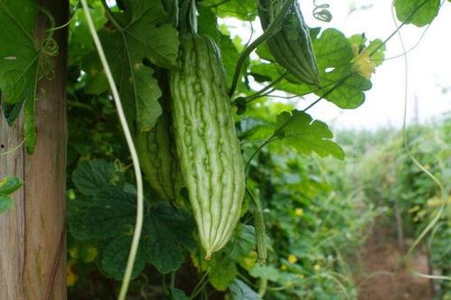女人吃高瓜好吗,女性食用高瓜的益处与注意事项
