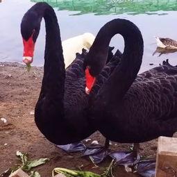 天鹅吃瓜精彩片段,一场别开生面的生态盛宴