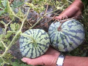 藤瓜怎么吃最好,解锁美味新境界