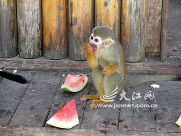 吃瓜小熊猴哥,揭秘娱乐圈的欢乐与八卦