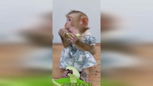 吃瓜小熊猴哥,揭秘娱乐圈的欢乐与八卦