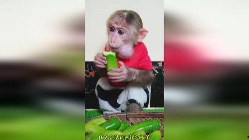 吃瓜小熊猴哥,揭秘娱乐圈的欢乐与八卦