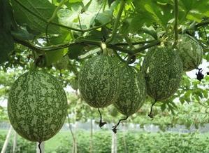 怎么吃吊瓜,解锁吊瓜美味新吃法