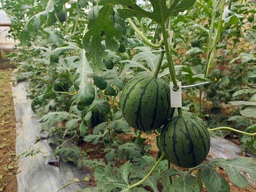 网上哪里吃瓜最快