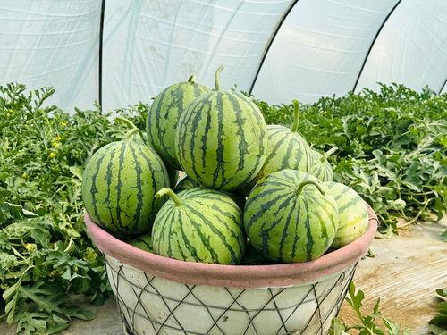 网上哪里吃瓜最快