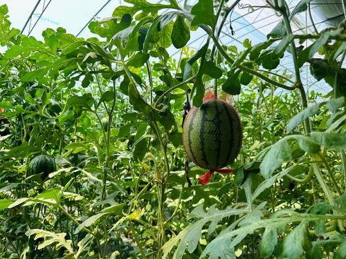 网上哪里吃瓜最快