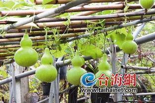 韩国弟弟吃葫芦瓜,韩国弟弟的葫芦瓜美食之旅