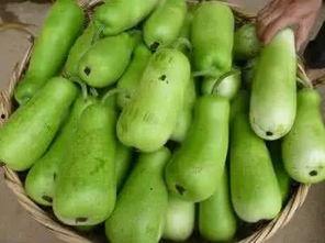 韩国弟弟吃葫芦瓜,韩国弟弟的葫芦瓜美食之旅