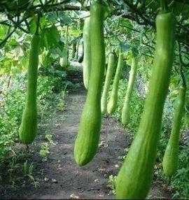 我的农村365吃瓜,一年四季的瓜果飘香之旅