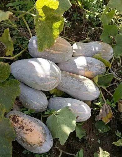 我的农村365吃瓜,一年四季的瓜果飘香之旅