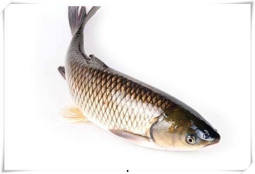 大鱼儿吃瓜围观时间,揭秘围观背后的时间奥秘