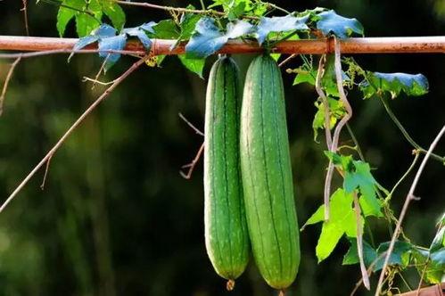 三瓜两吃,探寻夏日消暑美食的多样魅力