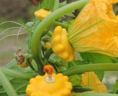 怀念以前吃瓜的图片,那些年我们一起“吃瓜”的日子