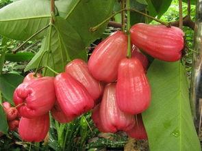 吃瓜莲雾,揭秘夏日消暑佳果