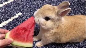 吃瓜的小兔子,小兔子吃瓜趣事多