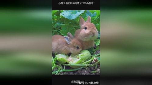 吃瓜的小兔子,小兔子吃瓜趣事多