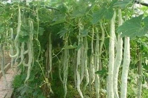 蛇瓜是砍着吃吗,是直接砍着吃吗？