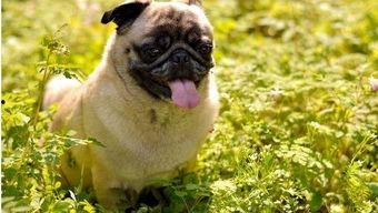 巴哥犬可以吃哈密瓜,揭秘哈密瓜的适宜与禁忌