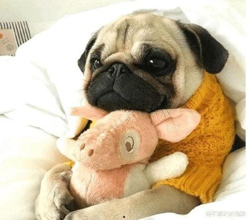 巴哥犬可以吃哈密瓜,揭秘哈密瓜的适宜与禁忌