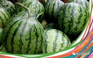 保定破店甜麻吃瓜