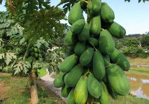 仅供吃瓜,一场全民参与的娱乐盛宴