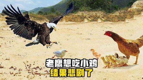 老鹰吃小鸡吃瓜图片,老鹰与小鸡的生态对决