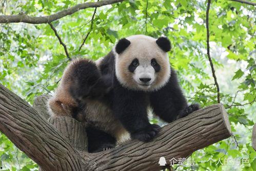 重庆吃瓜熊猫事件,网络热议背后的动物福利与人类情感纠葛