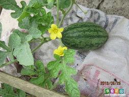 国内最大得吃瓜网站,热点事件背后的真相与趣味