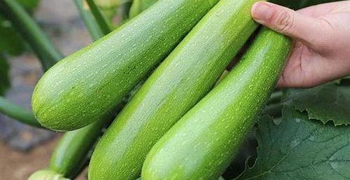 老莴瓜怎么吃,探索莴笋的烹饪新境界