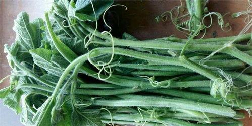 吃羊瓜尖的好处,营养丰富的绿色佳肴，健康生活新选择