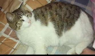 猫咪吃瓜集锦,猫咪吃瓜集锦大盘点