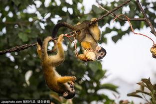 冰鱼吃瓜,揭秘冰下世界中的神秘瓜果传奇